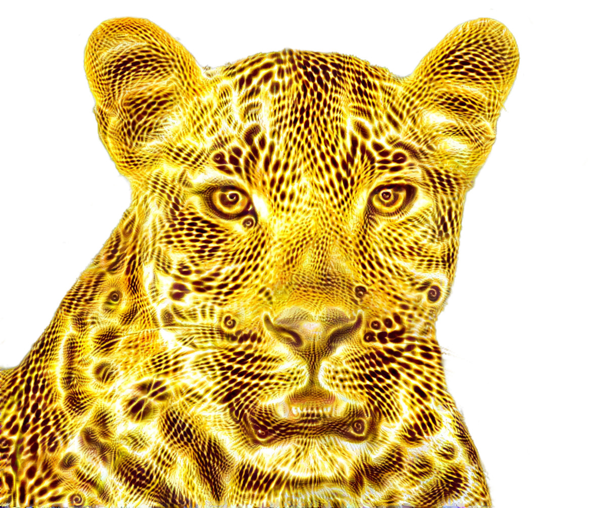 Cheetah Dream 