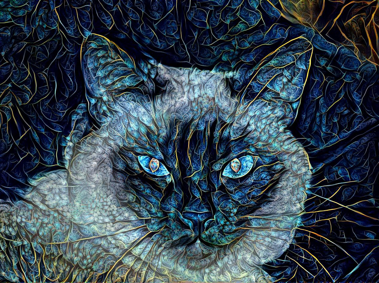 Dougal’s blue cat