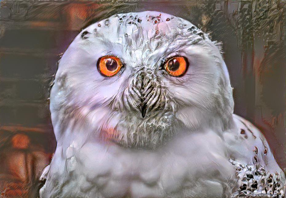 ~Snowy Owl, Untitled~