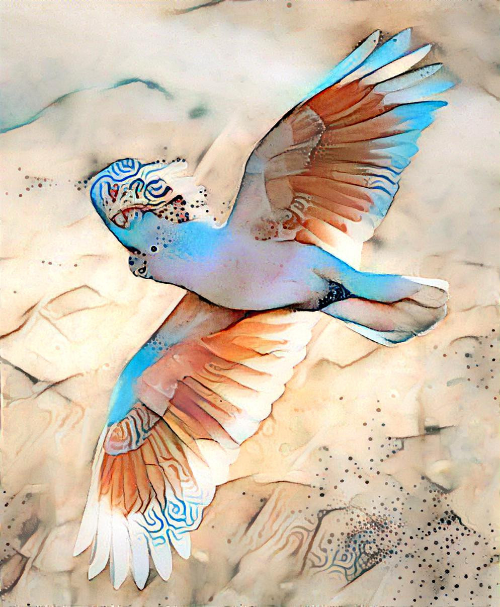 Bird - Cockatoo