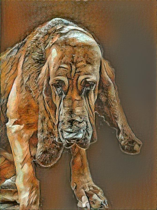 My  bloodhound gitl Carmen
