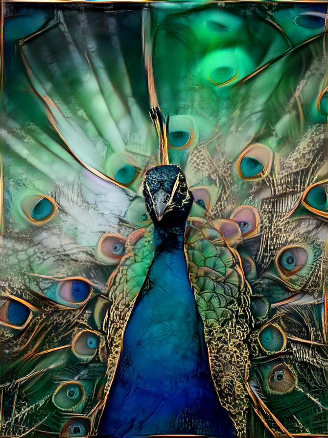 animal project - Peacock 