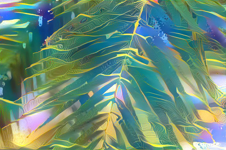Florida palm fronds