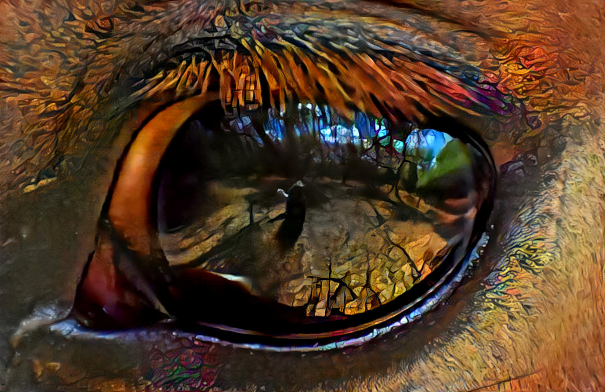 Reflections in a Horse's Eye