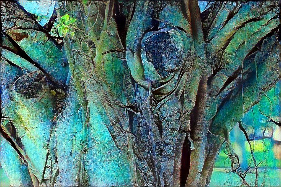 Banyan Tree - Florida