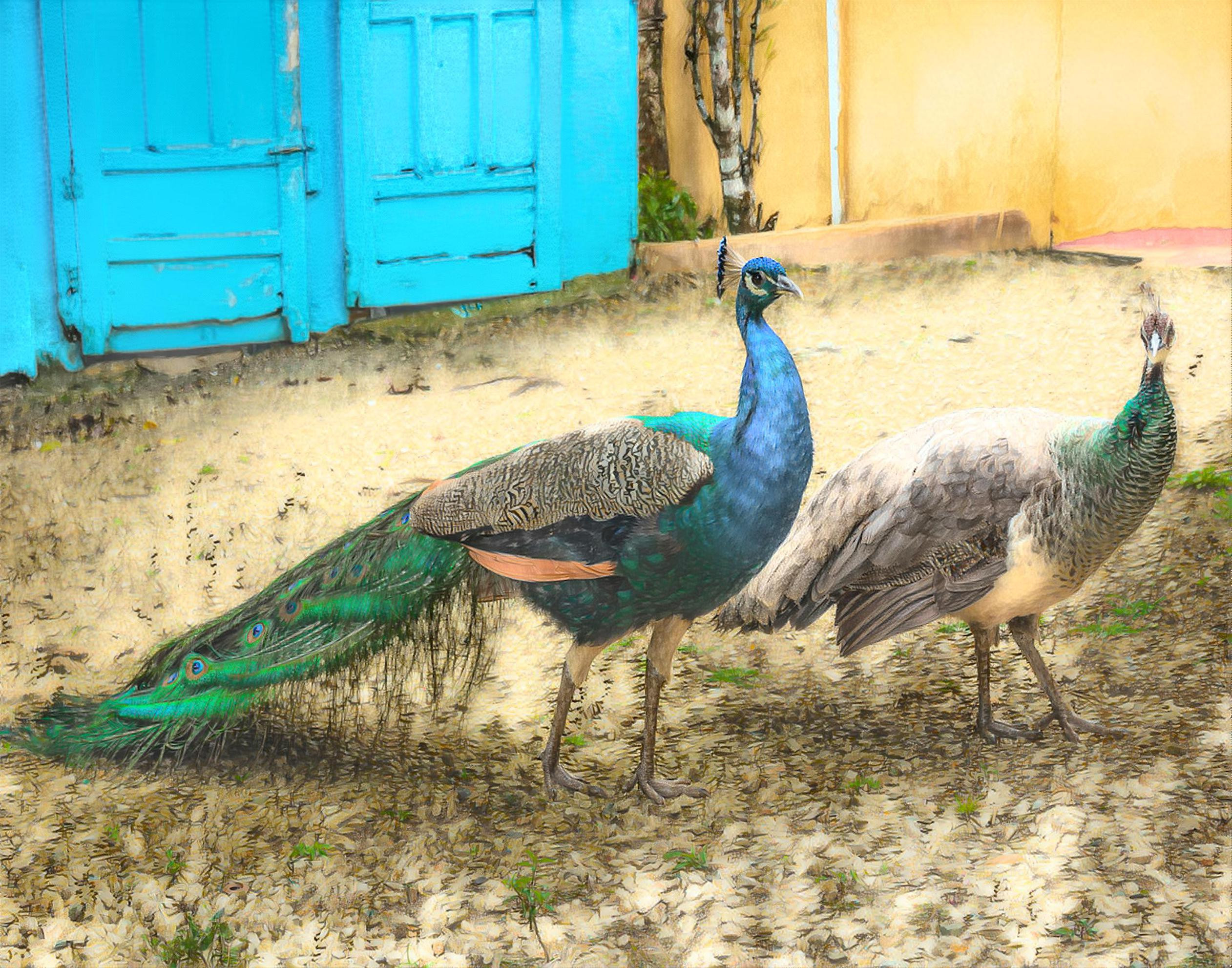 Caribbean Peacocks