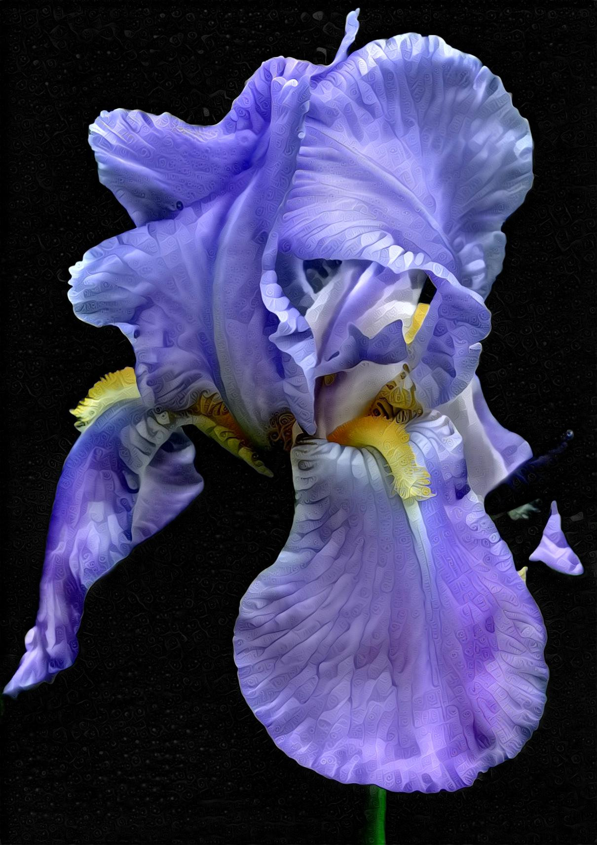 Blue Summer Iris