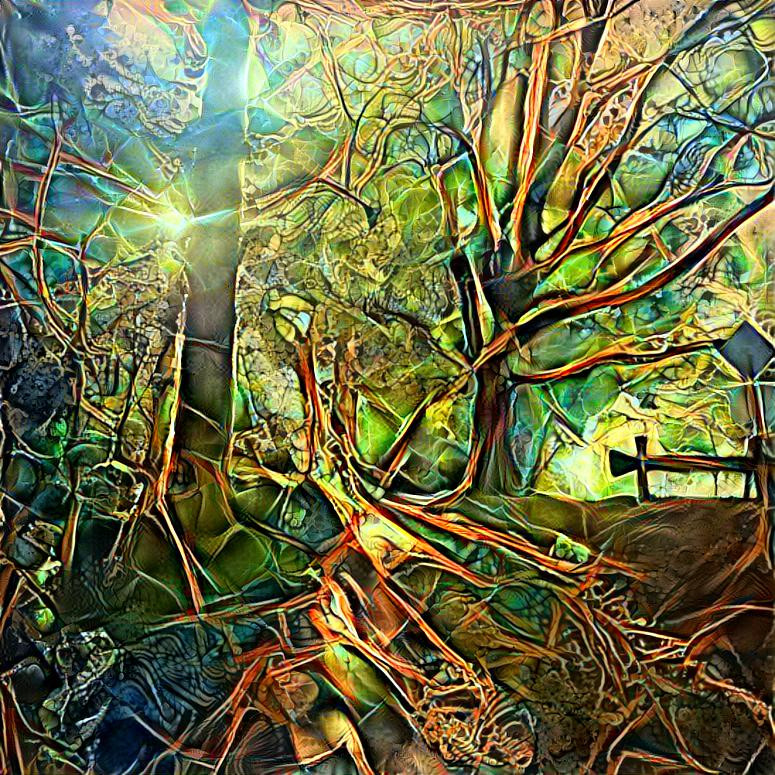 Light through the trees 