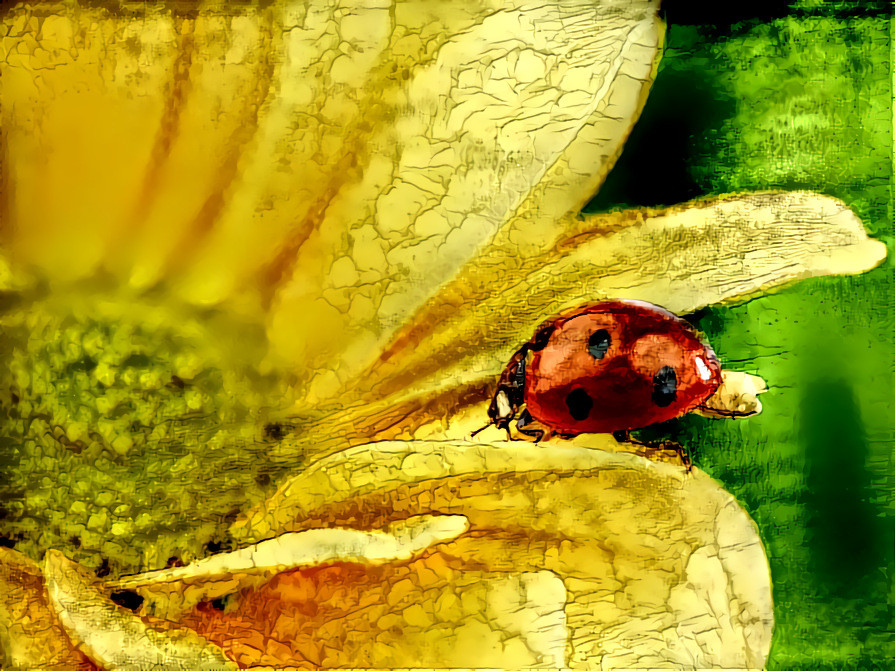 Lady(bug) Of The Flowers