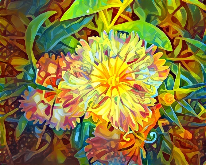 Dianthus Flowers