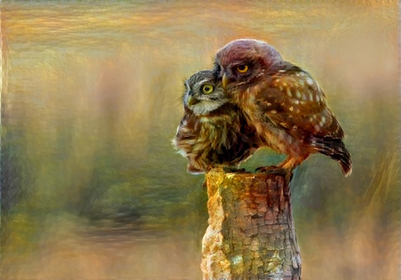 Burrowing Owls, Sunrise. Original photo by Zdeněk Macháček on Unsplash.