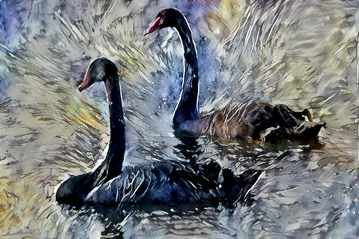 Coolum swans