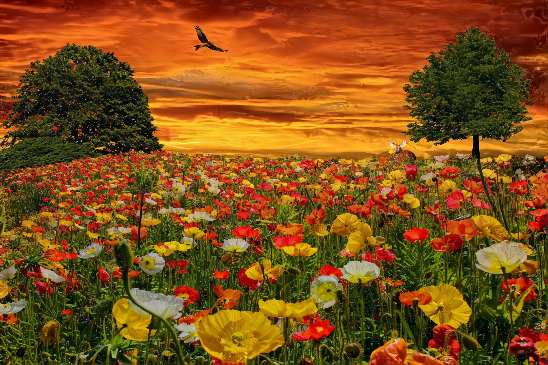 Sunset over the Poppy Meadow