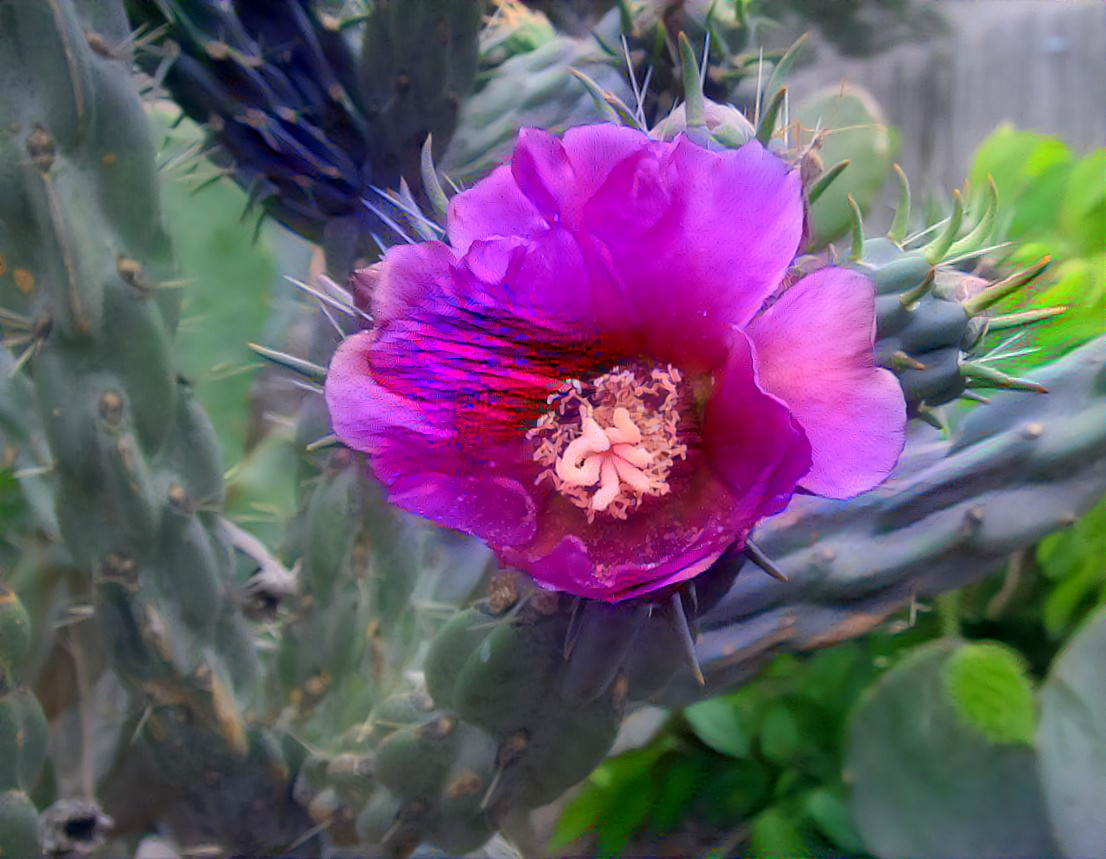 Purple Cactus Rose 110218