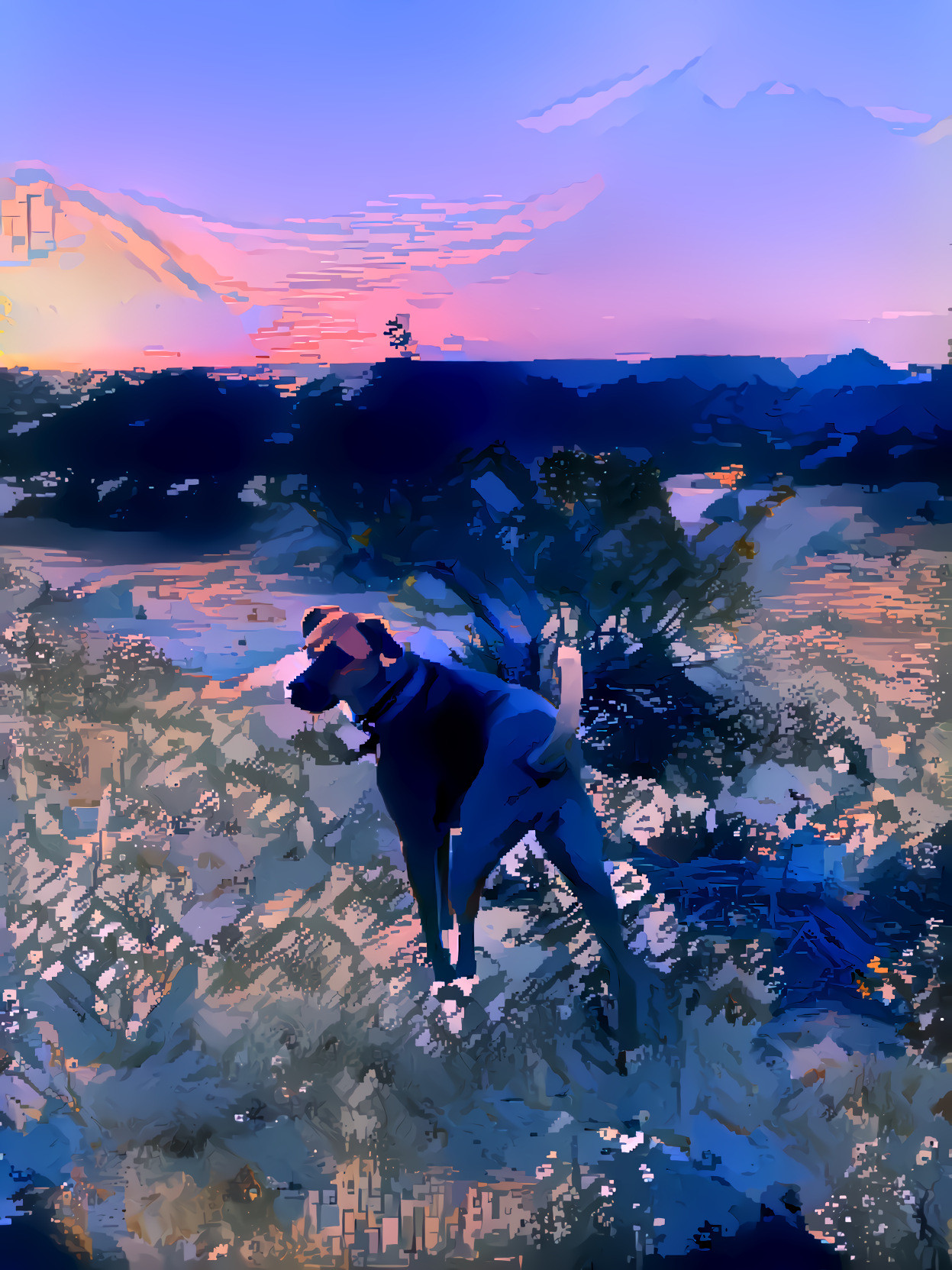 Desert Dog at Sunset
