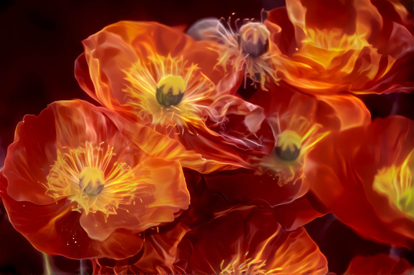 It's autumn - time for poppies