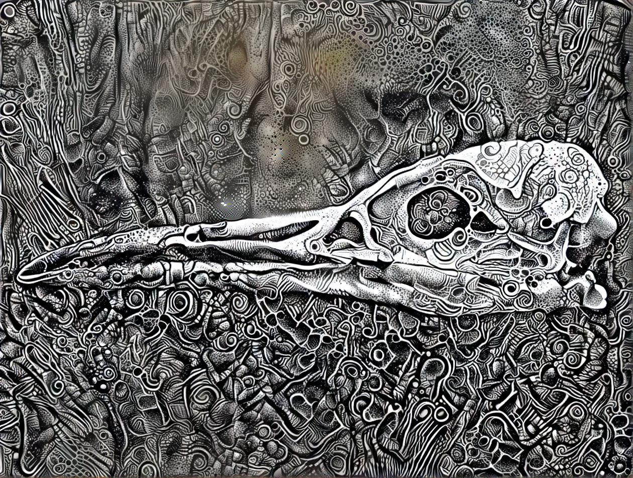 Birds Skull