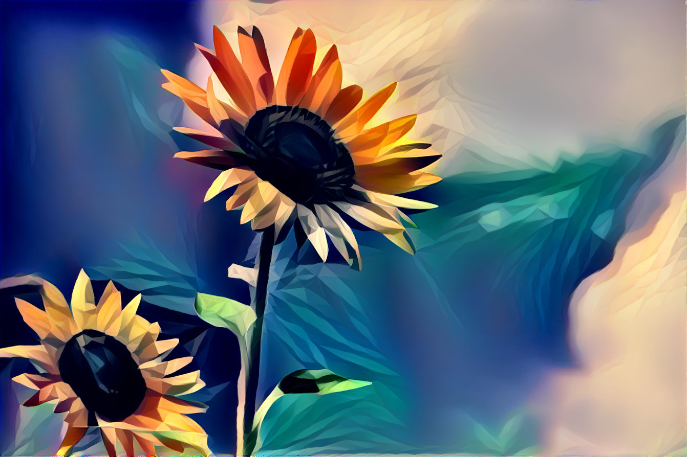 The sunflowers