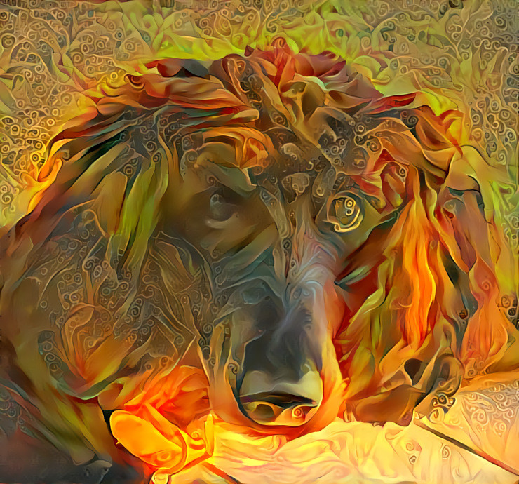 On fire with poodle love
