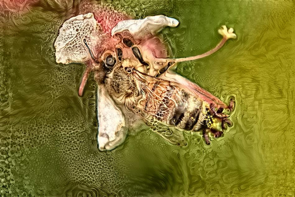 Honeybee (own photo)