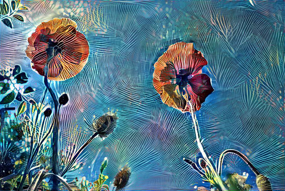 Coral Poppies