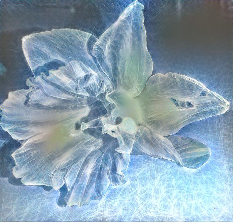 The beautiful water flower