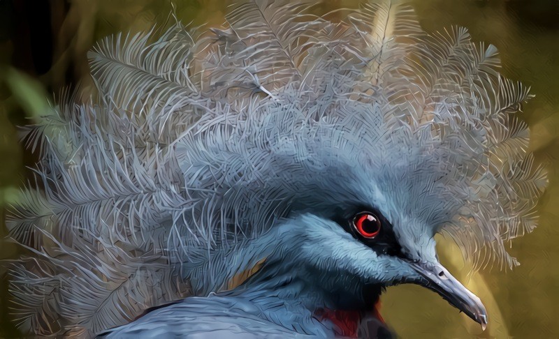 Goura - Victoria crowned pigeon