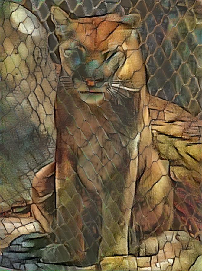 A Puma appears at the border to apply for amnesty 