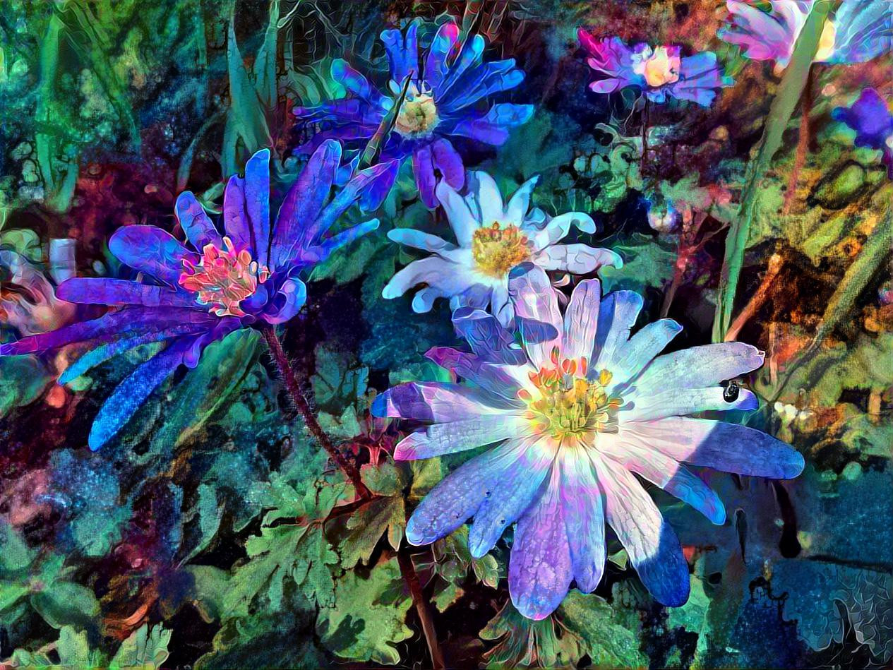 spring anemones to soothe the soul