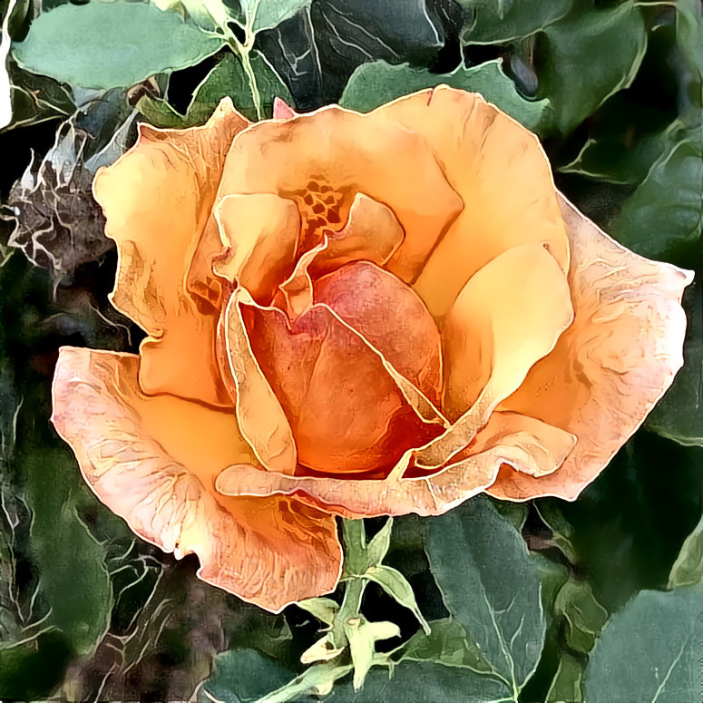 Peach Rose 10.20 | MR D 100% Colors