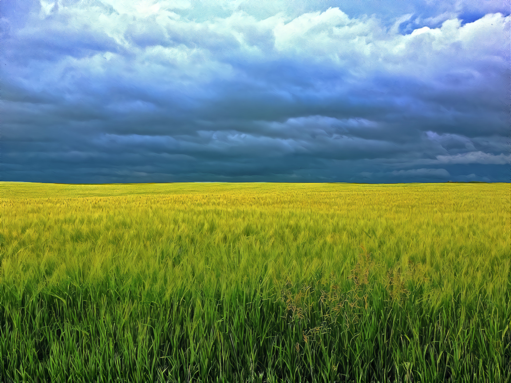 Barley Field, Dark Clouds