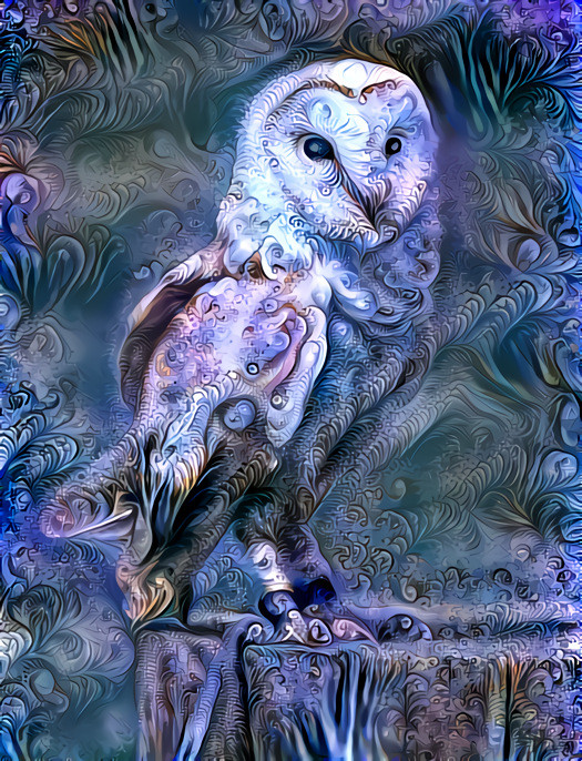 Barn Owl (Image (C) John Robinson)
