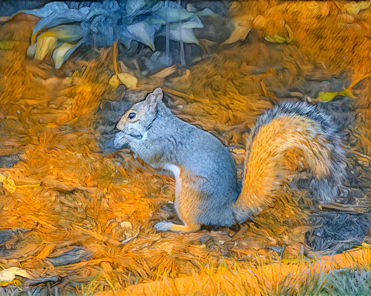 Gray Squirrel in the Garden