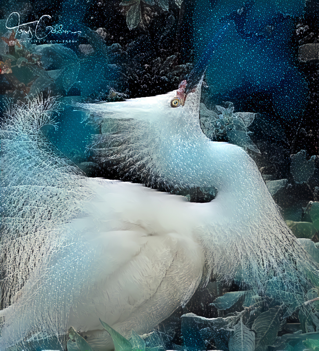Snowy Egret ~ Photo by Anthony Goldman 