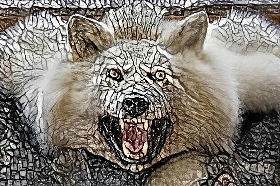 Willie the wolf