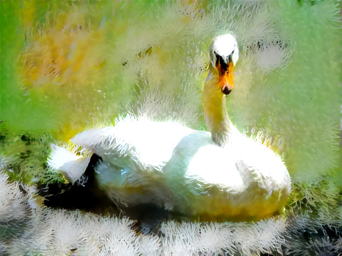 Soft as a swan - photo D Berk