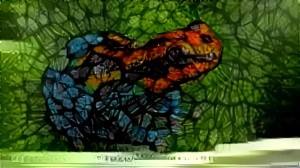 Colorful Frog (Kaleidoscope)