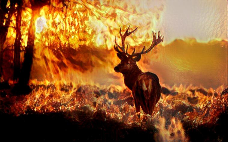 Deer on Fire