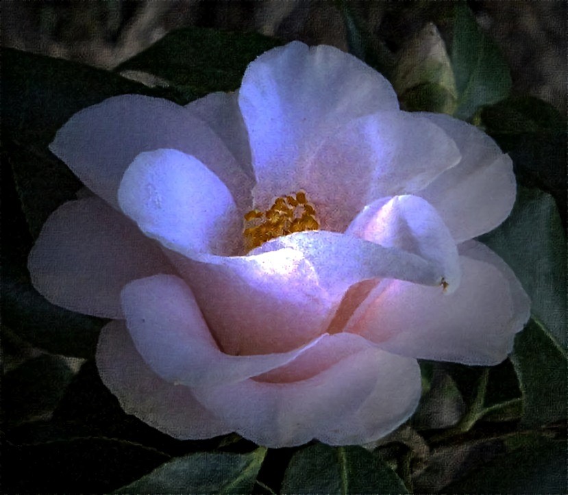 Dreaming Camellia