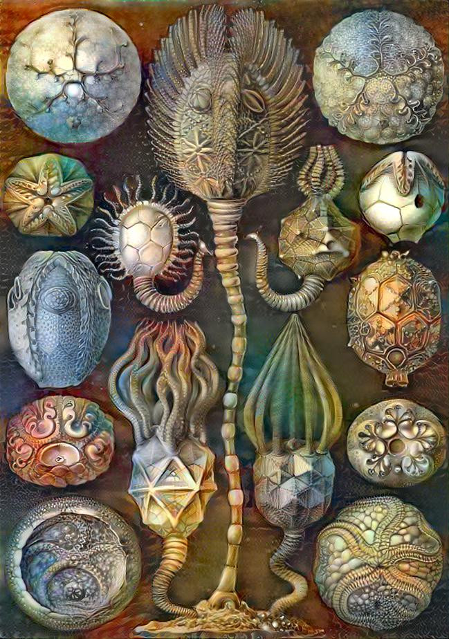 Hommage á Ernst Haeckel  art forms in nature