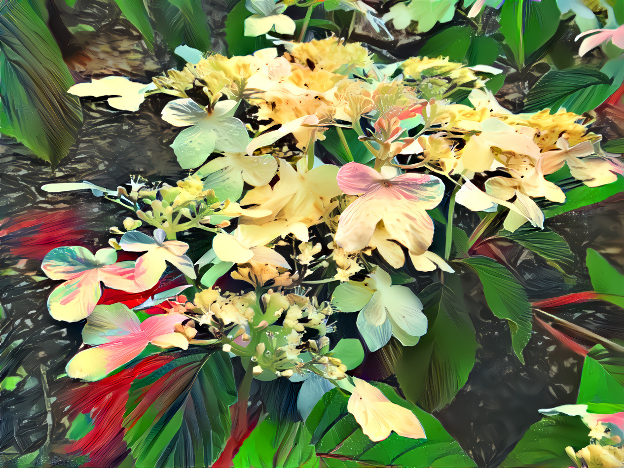 beautiful hydrangea