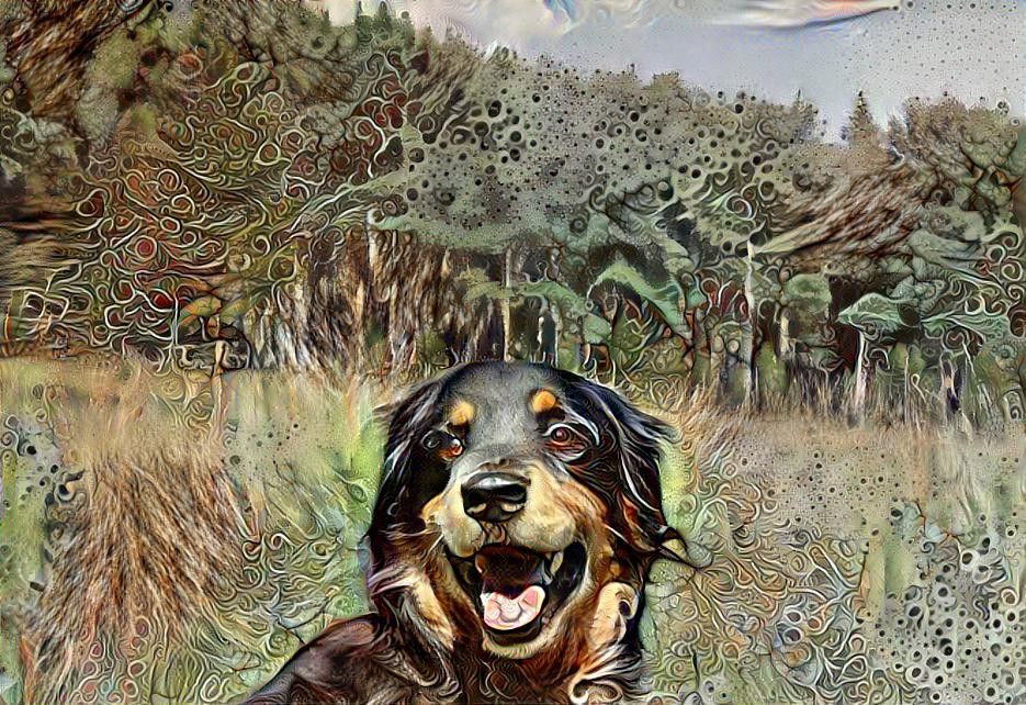 A Happy Bernese Mountain Dog