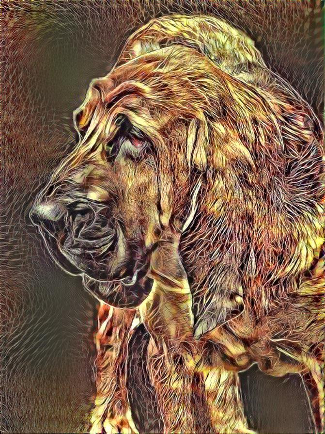 My bloodhound boy Bertie