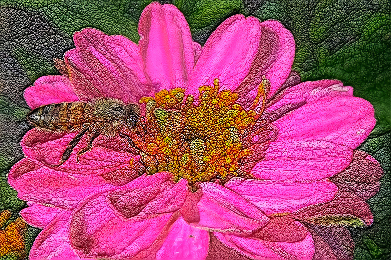 Bee on Pink Zinnia