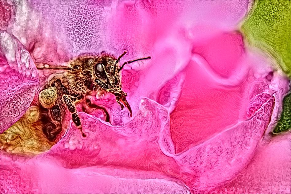 Bee on a rose (own photo)
