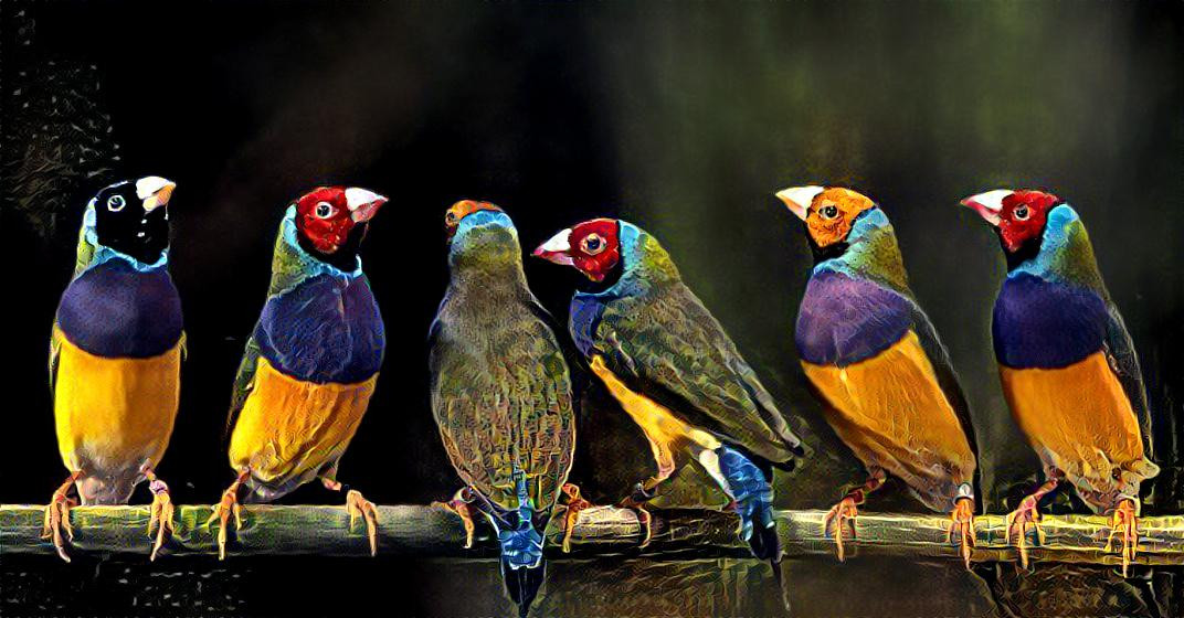 Variegated  birds