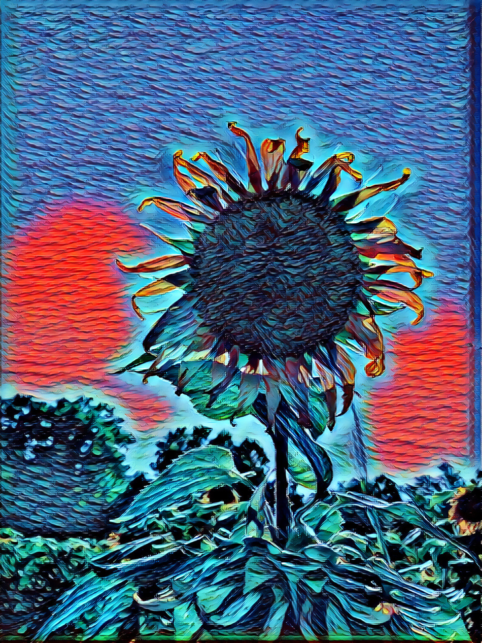 Eclipse flower