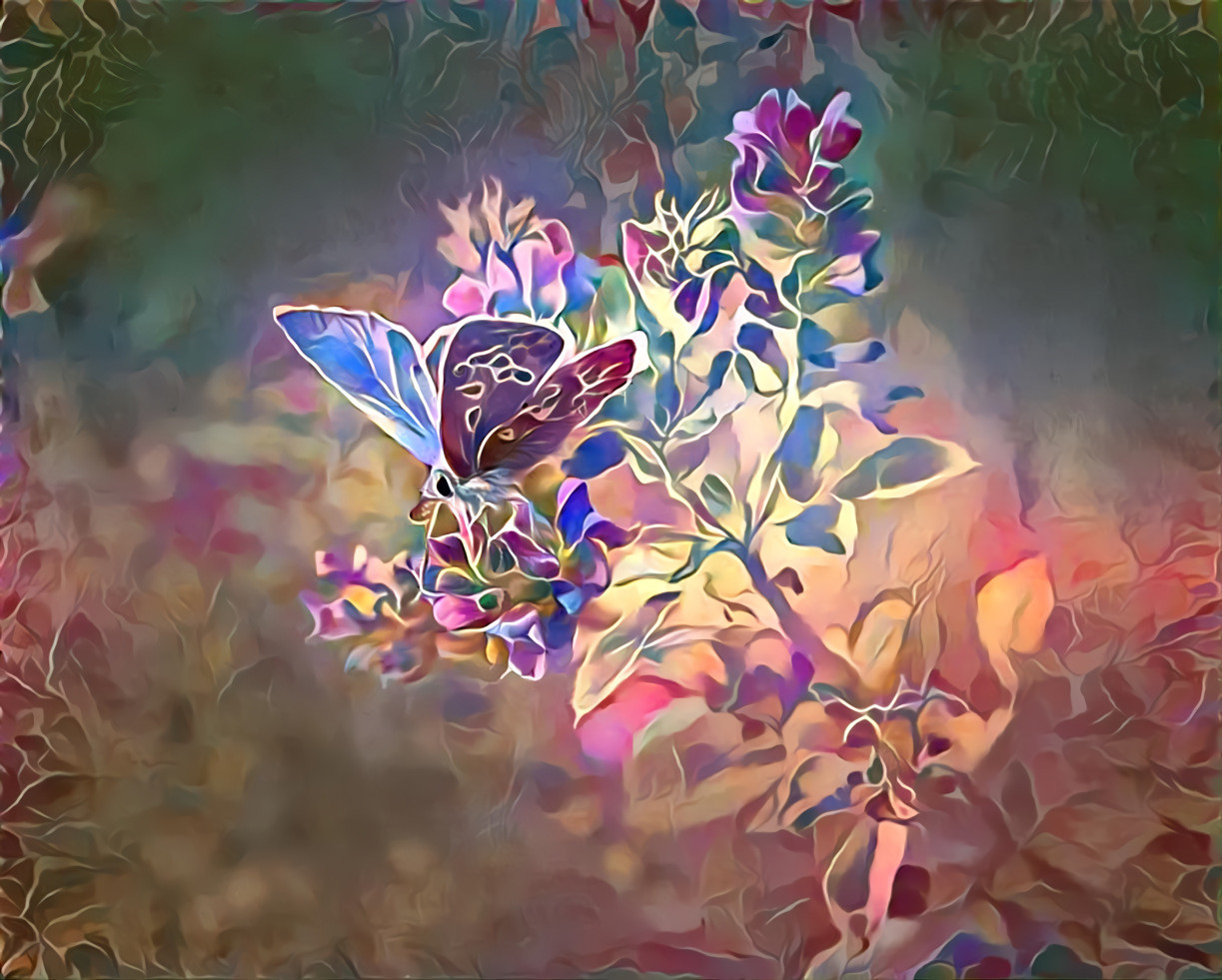 O' Butterfly