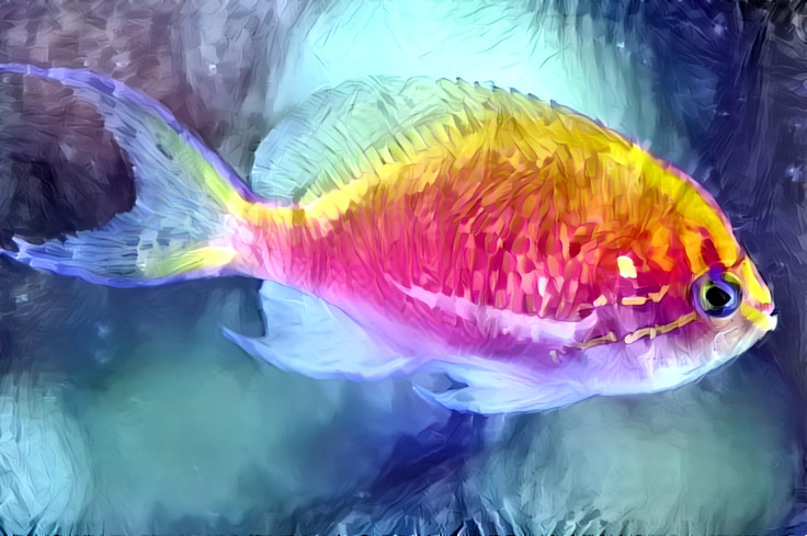 Colorful Fish (Laser)