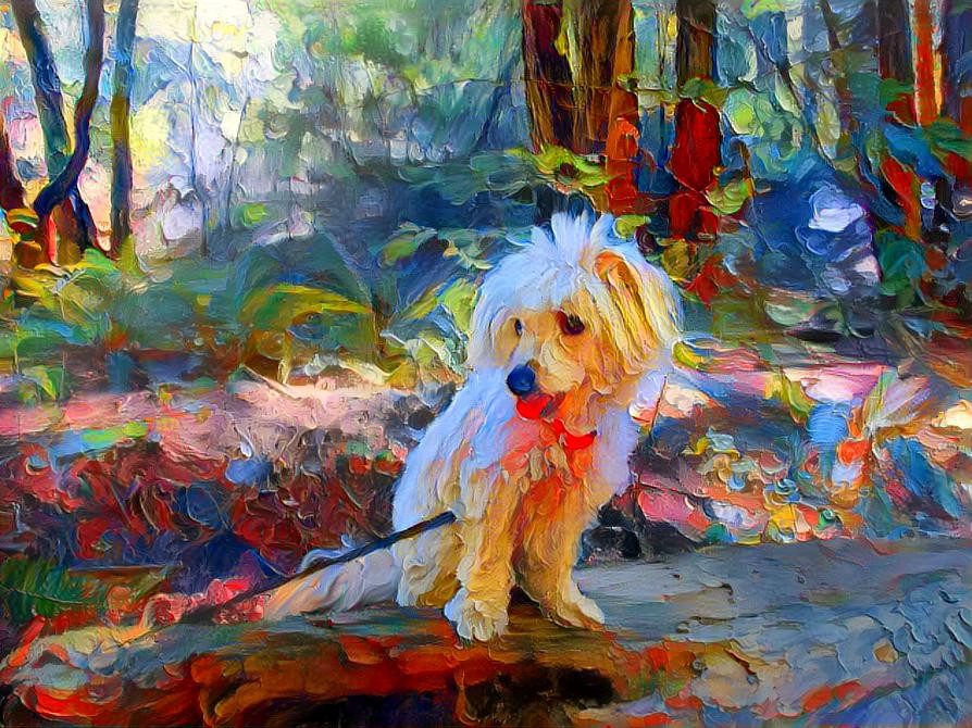 Small white dog in the woods